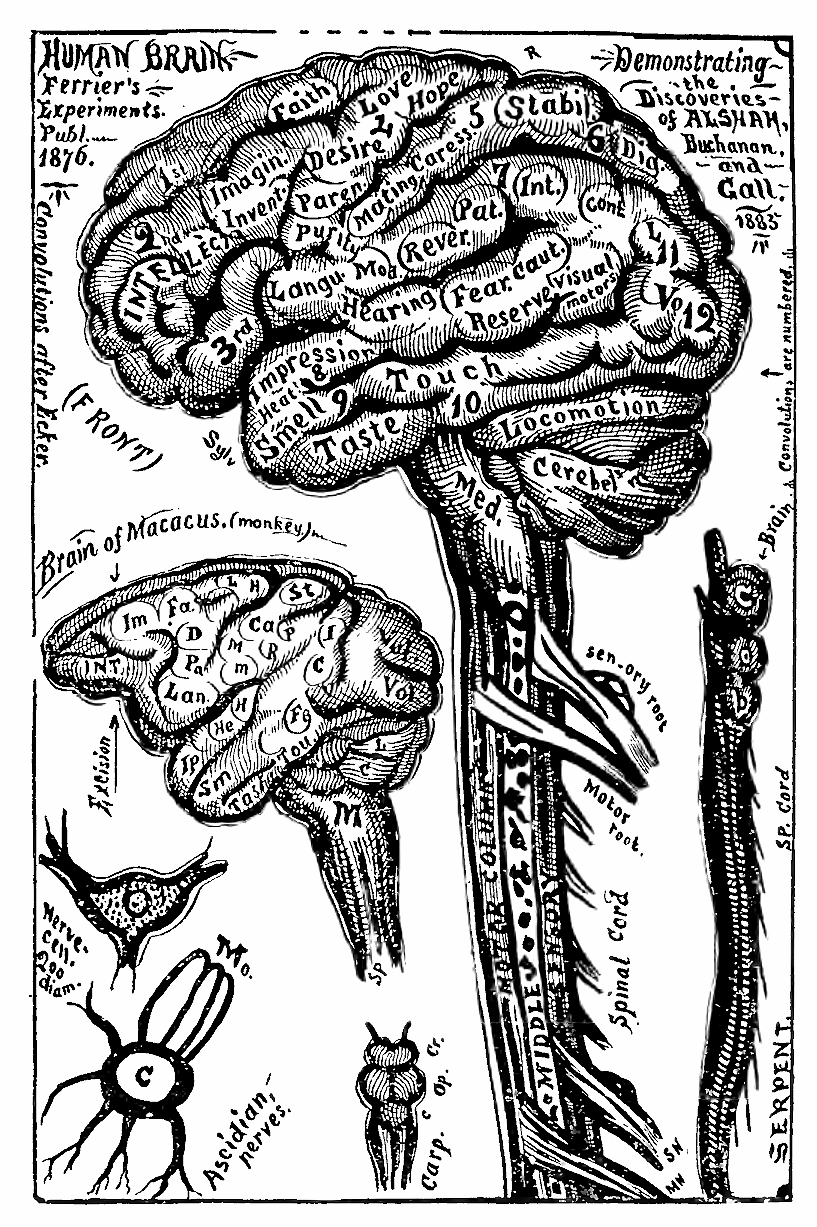 17_human_brain_after_ferrier_-_vonisa_1884.jpg