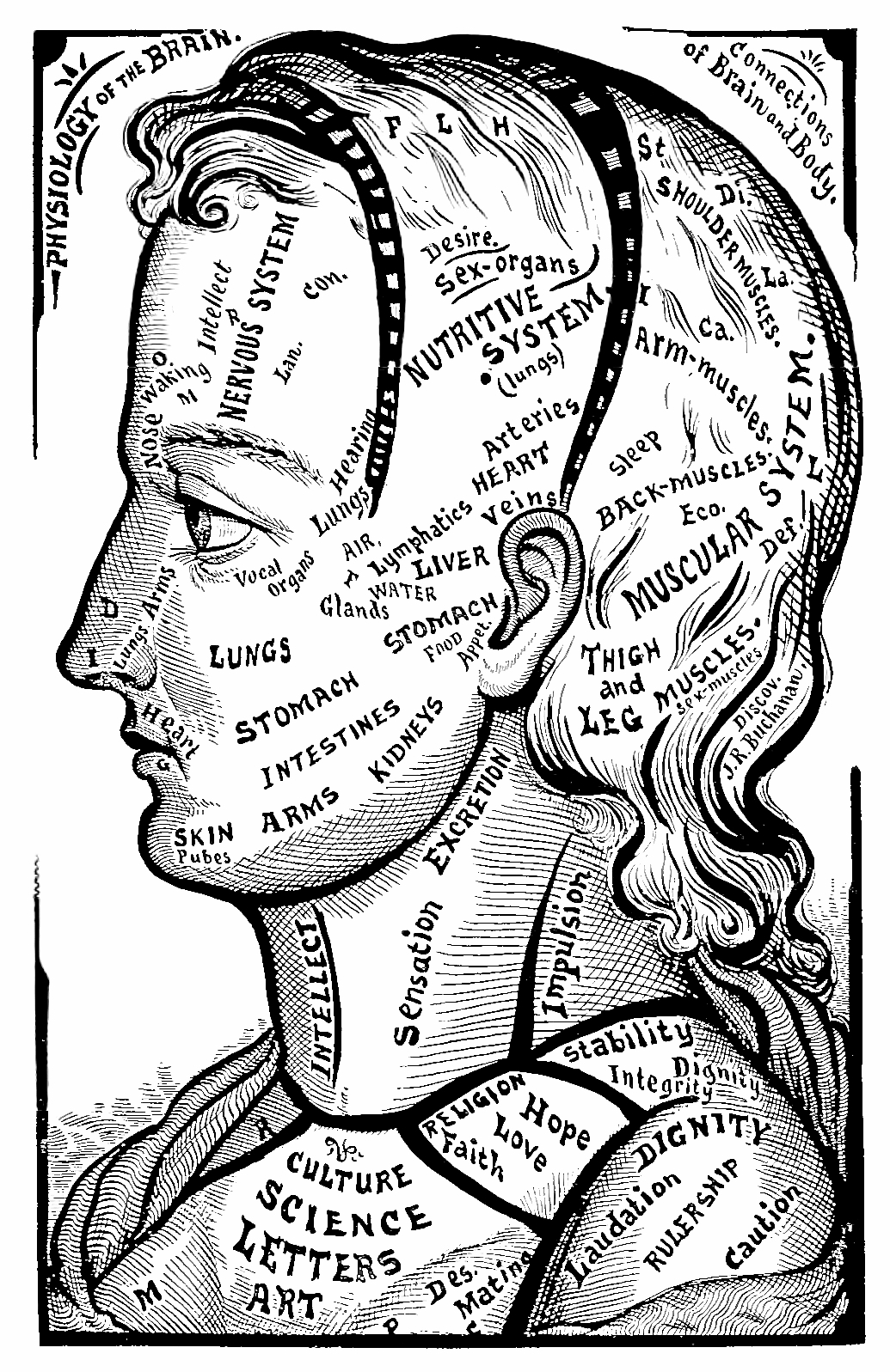 36_physiology_of_the._brain_on_the_face.jpg