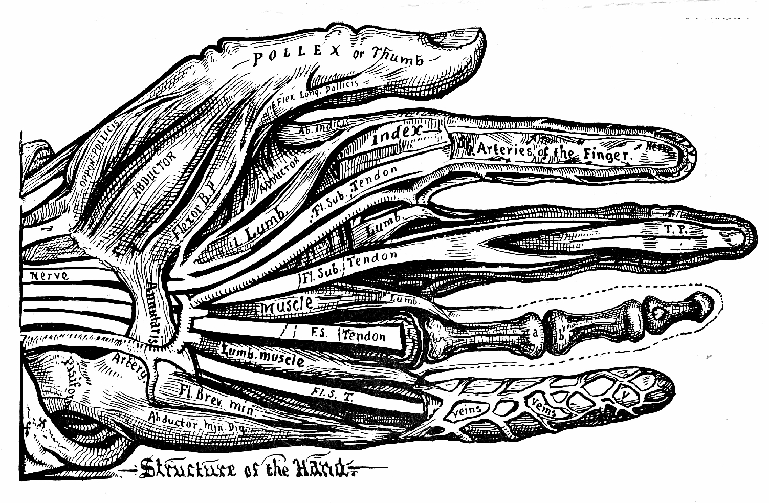 52_structure_of_the_hand.jpg