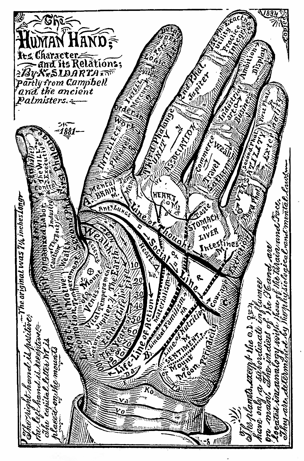 53_human_hand_1884.jpg